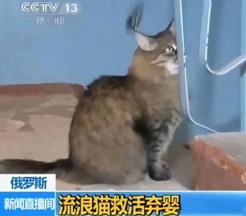 俄罗斯一只流浪猫火遍全球，连央视都报道了它，当地冬天极寒，好心人在楼道放了纸箱铺