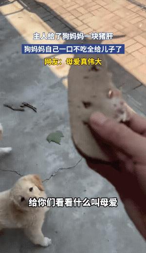 母爱从不分物种，主人切了块猪肝犒劳狗妈妈，原以为它会一口吞下，没成想它衔着肉转身
