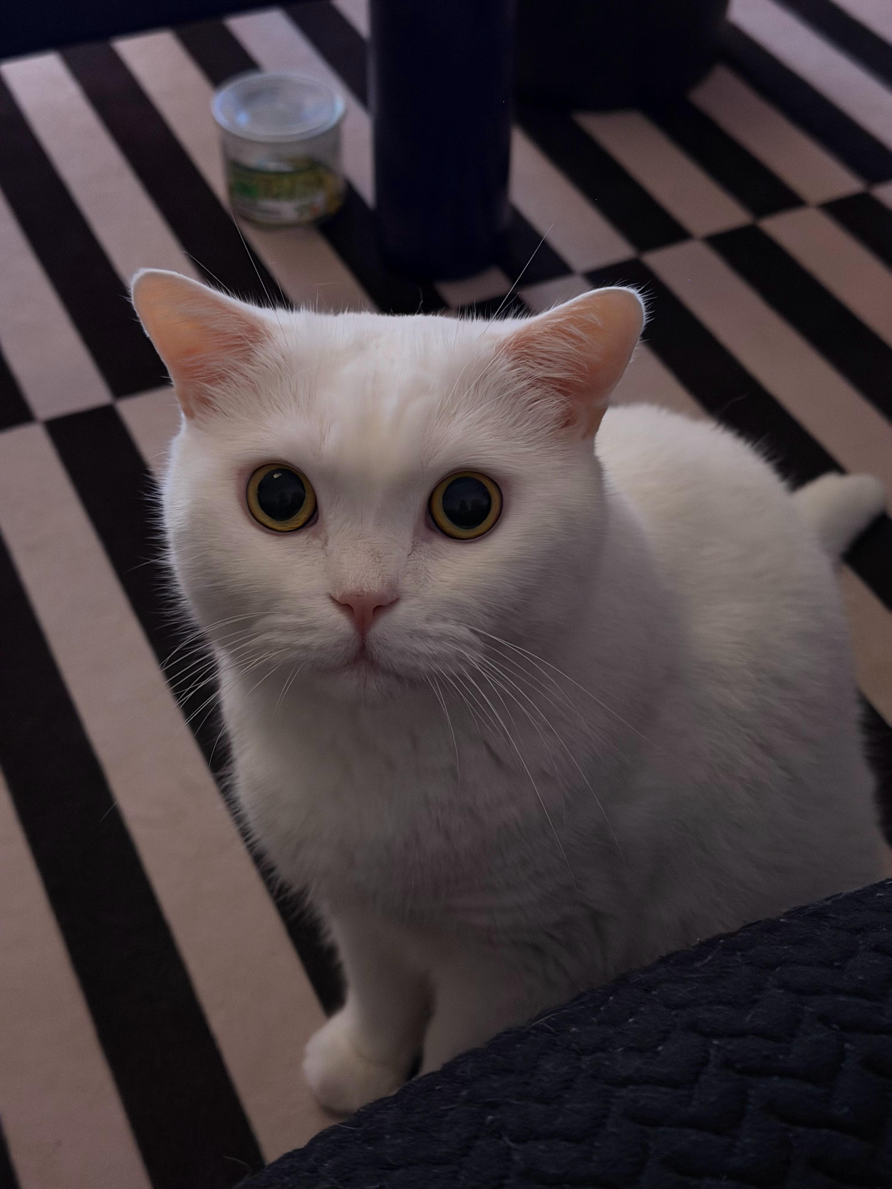 家里两只猫颜值都很高，随我。​​​