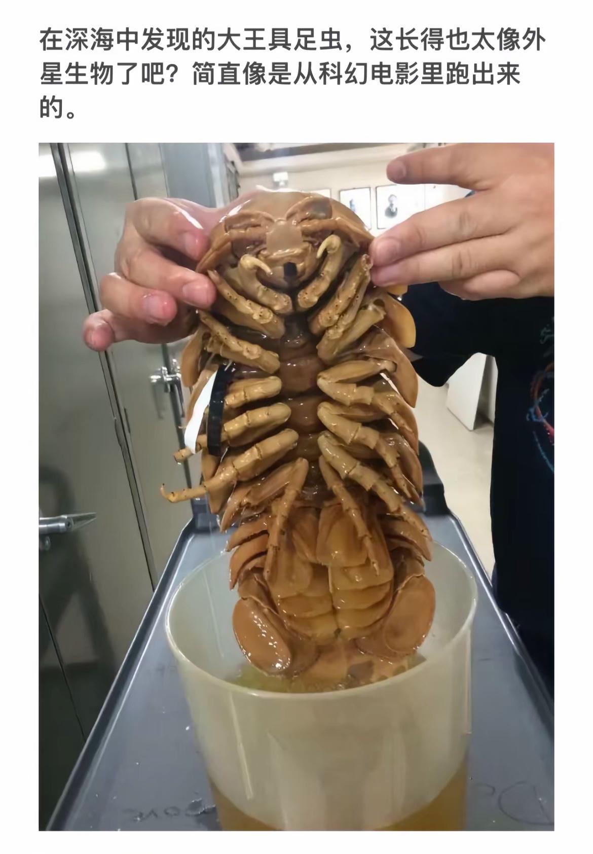 深海巨足虫，科幻电影里的生物！
