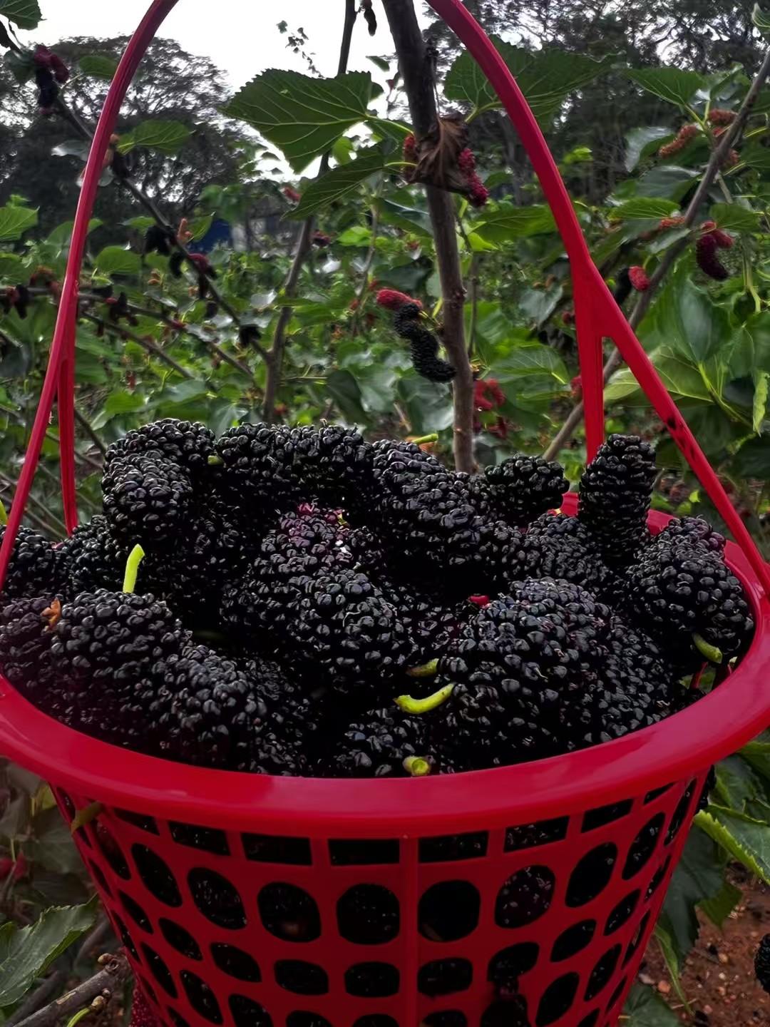 30块钱的门票，进去之后可以任吃管饱，在深圳这个地方，你说够不够良心，够不够划算
