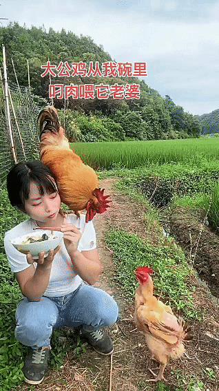 没料到大公鸡这么爱老婆！宁愿自己不吃，也要让老婆吃好。看到女朋友吃饭，于是乎救