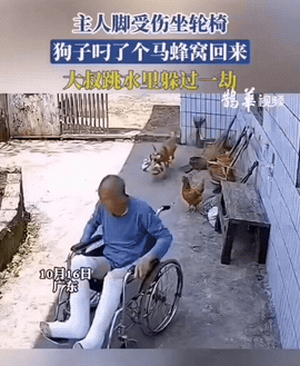 狗子把坐轮椅的主人逼的都会走了！[笑着哭]大爷在院里坐着轮椅，悠闲的晒着太阳，这时