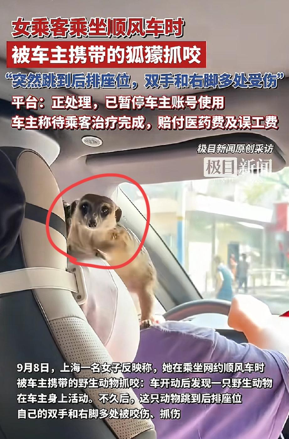 上海这位网约车司机心还真大，跑顺风车还要带宠物，带个猫狗还可以理解，但他