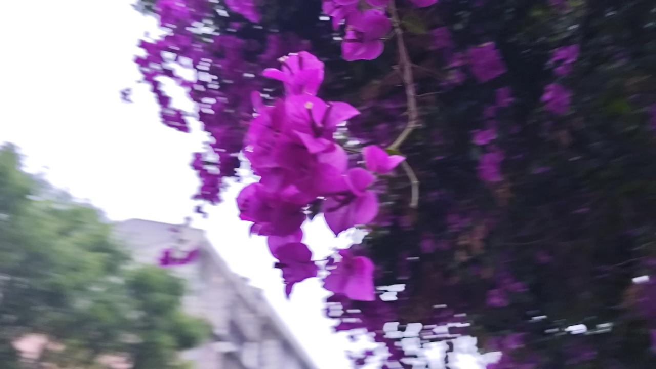 我的摄影日记三角梅的美！