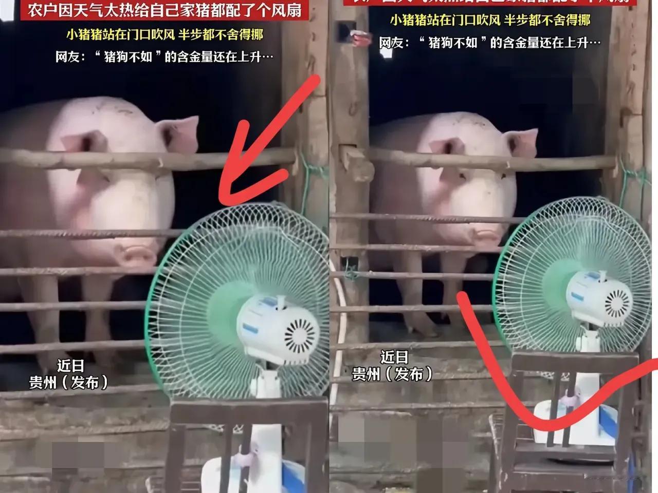 笑死我了！贵州一女子家养了一头猪，由于最近天气炎热，妈妈担心猪热的中暑，于是便买