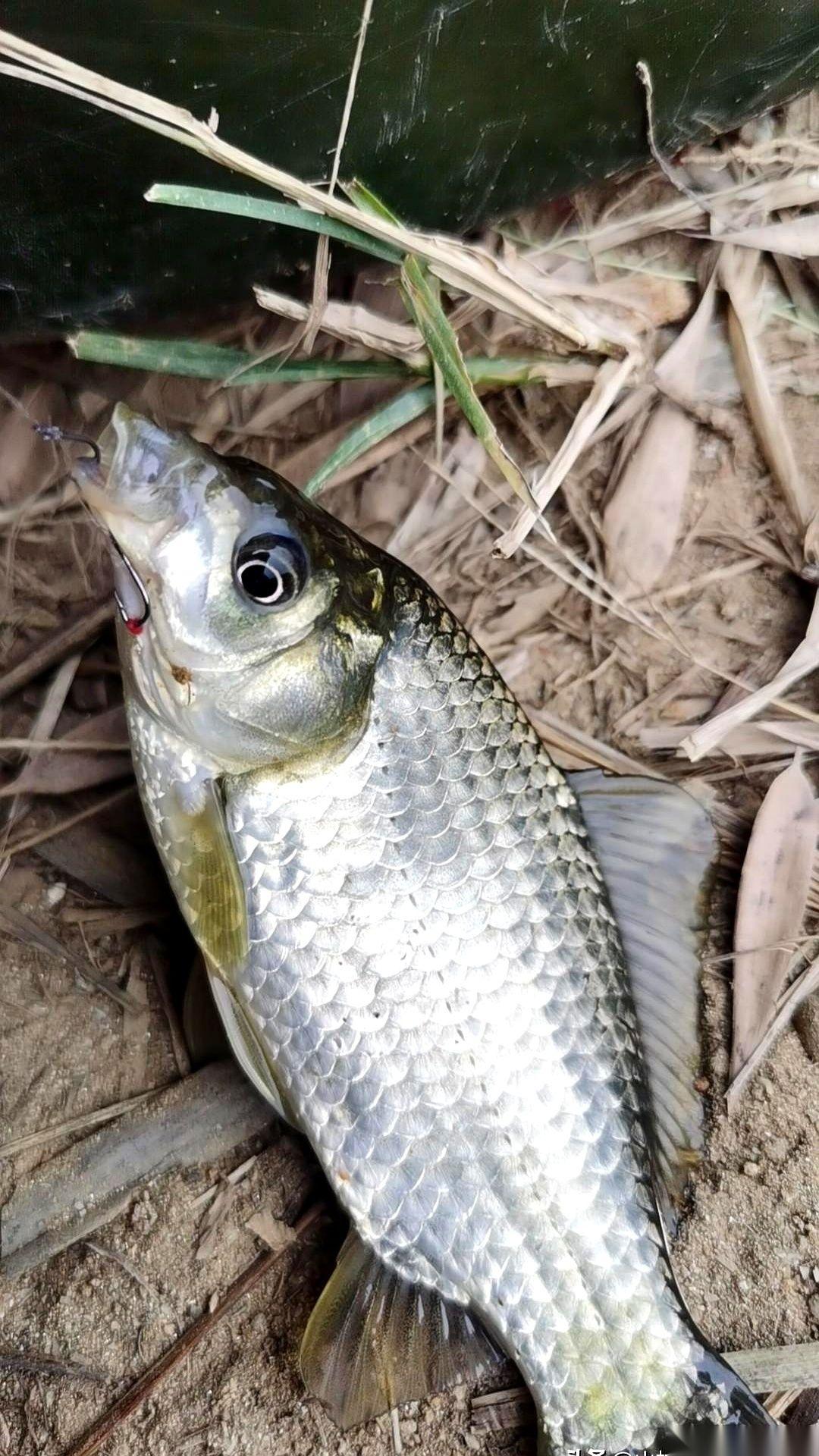 每次提竿，鲫鱼不大，但钩子稳稳地挂在下嘴唇正中间。一次是巧合，两次是运气。回