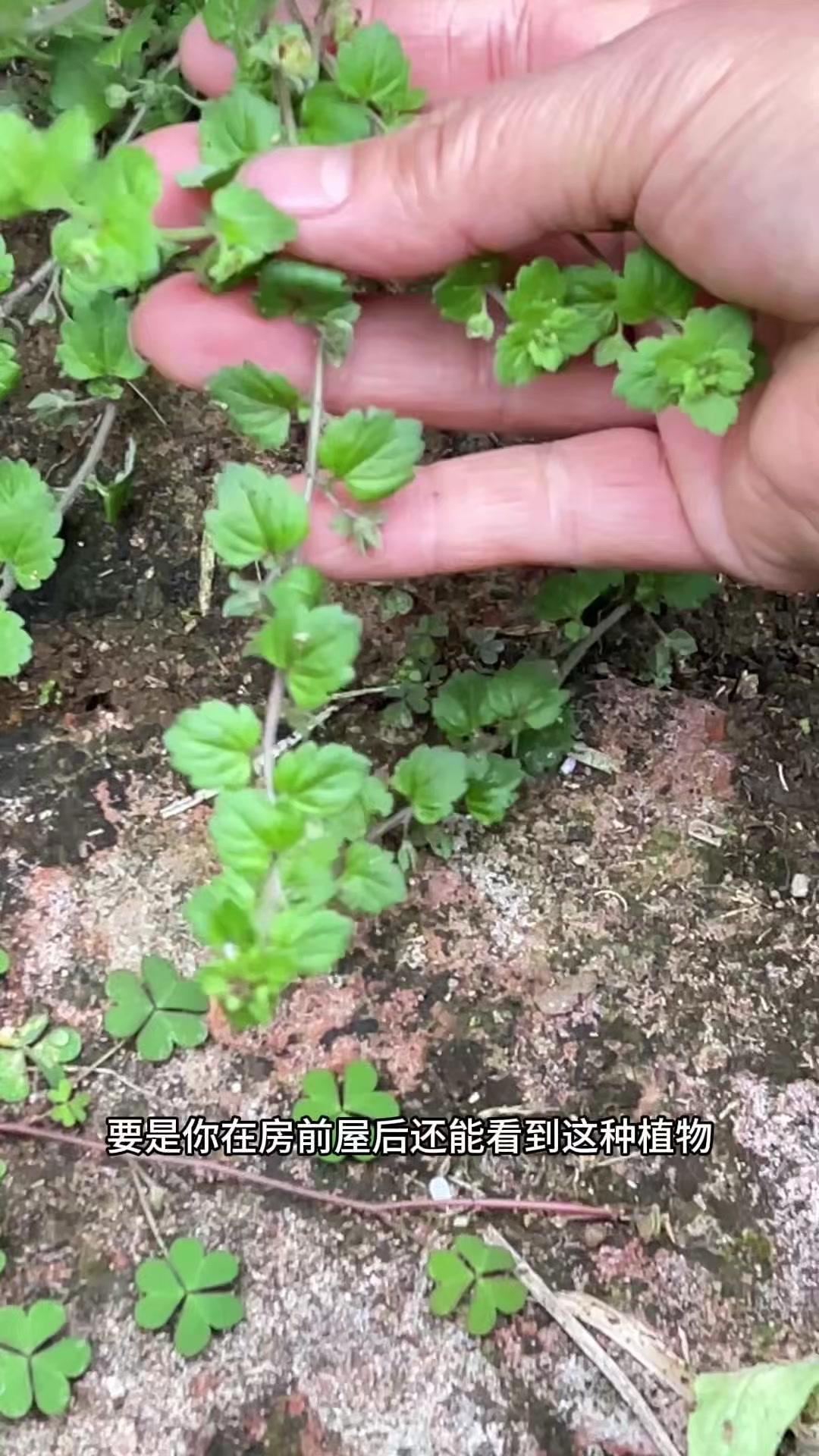 房前屋后的"双腰草"，别再当杂草了！🌿在农村野外看到这种植物，可别随手拔掉。它