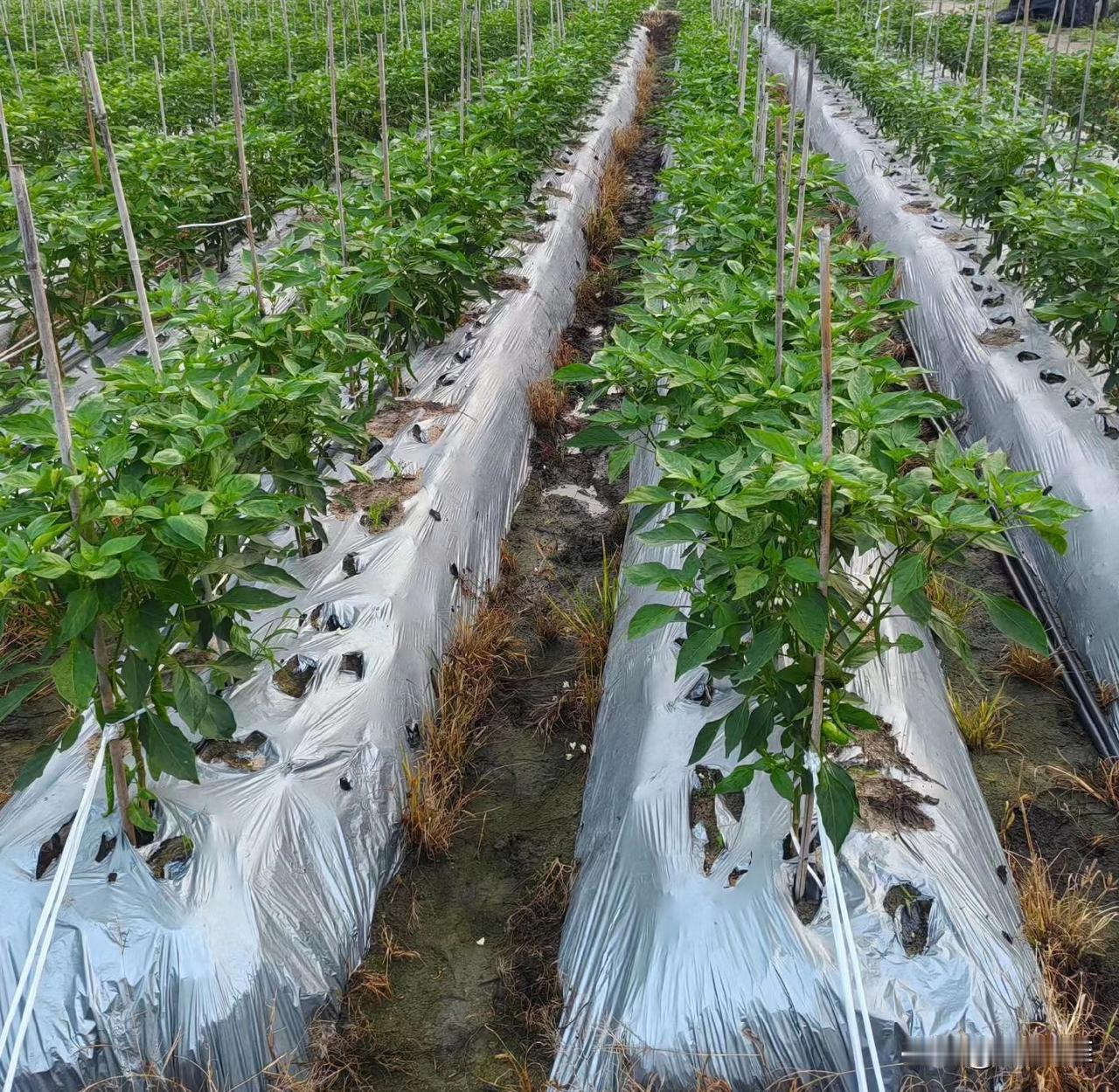 追肥用尿素好还是复合肥好?种植干货农业追肥不少人种地追肥，总纠结选尿素