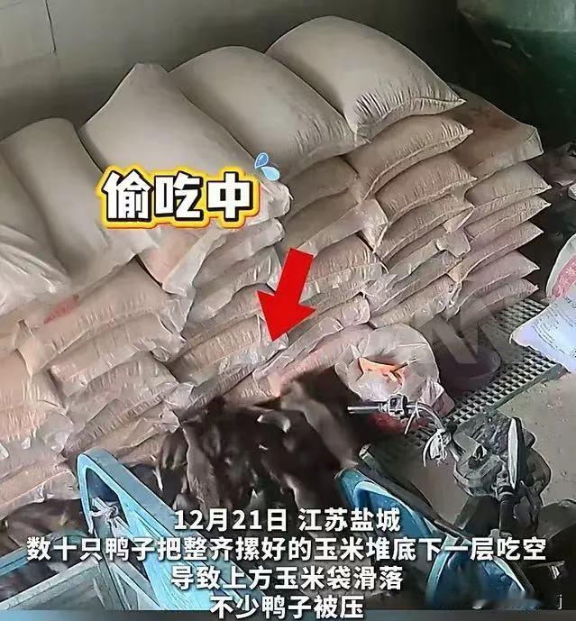 又是鸟为食亡，12月21日，江苏盐城，数10只鸭子把整齐弄好的玉米堆，底下一层吃