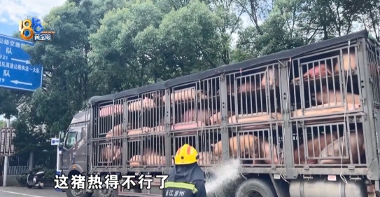 100头猪上高速，半路热得不行，司机师傅：只能找消防了