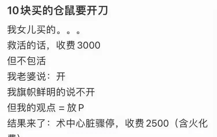 听说有人会复活仓鼠，就是不知道真假！