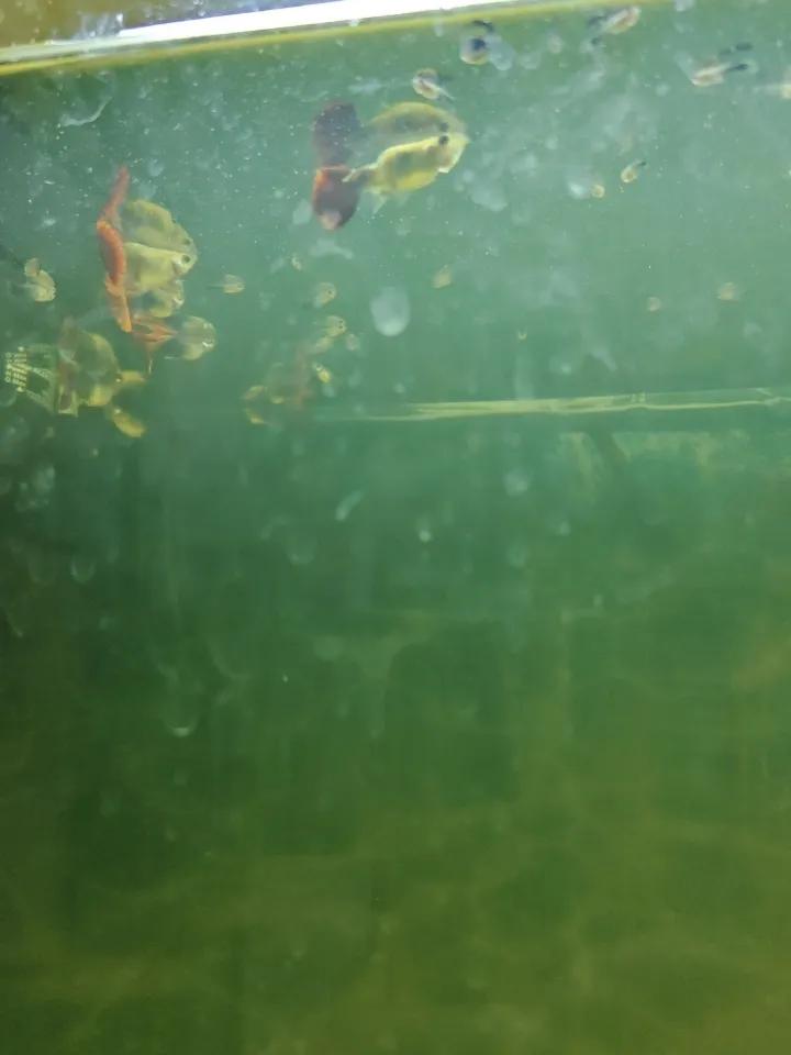 这是我养殖的热带孔雀鱼，换完水就下了好多小鱼，赶紧捞出来，别让大鱼给吃了，太开心