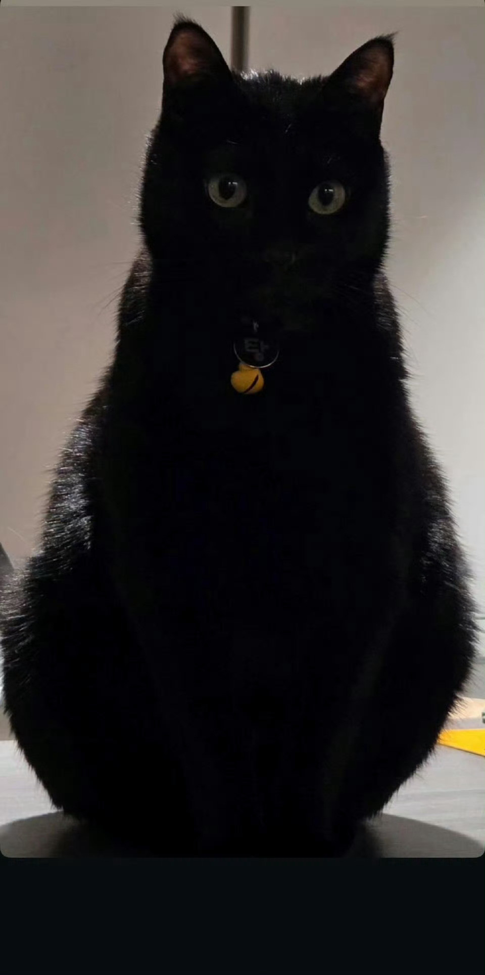 哪里开来了一辆猪咪