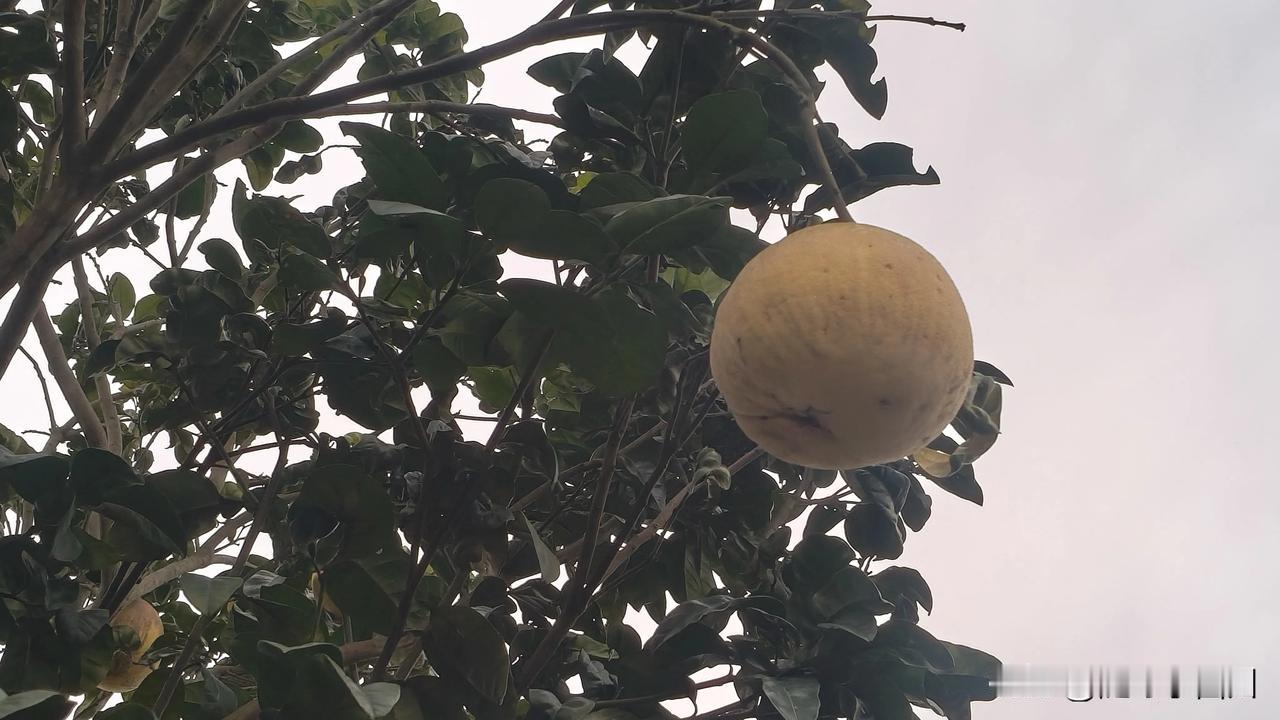 今天真的把我气坏了，儿子的月考成绩已经滑到了普高线以下，眼看着离中考只有几个月了