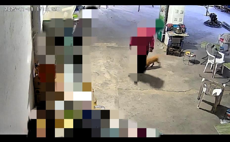 家里小狗无缘无故咬人，到底谁该负责？下午五点半左右，家里的小狗突然冲上来咬