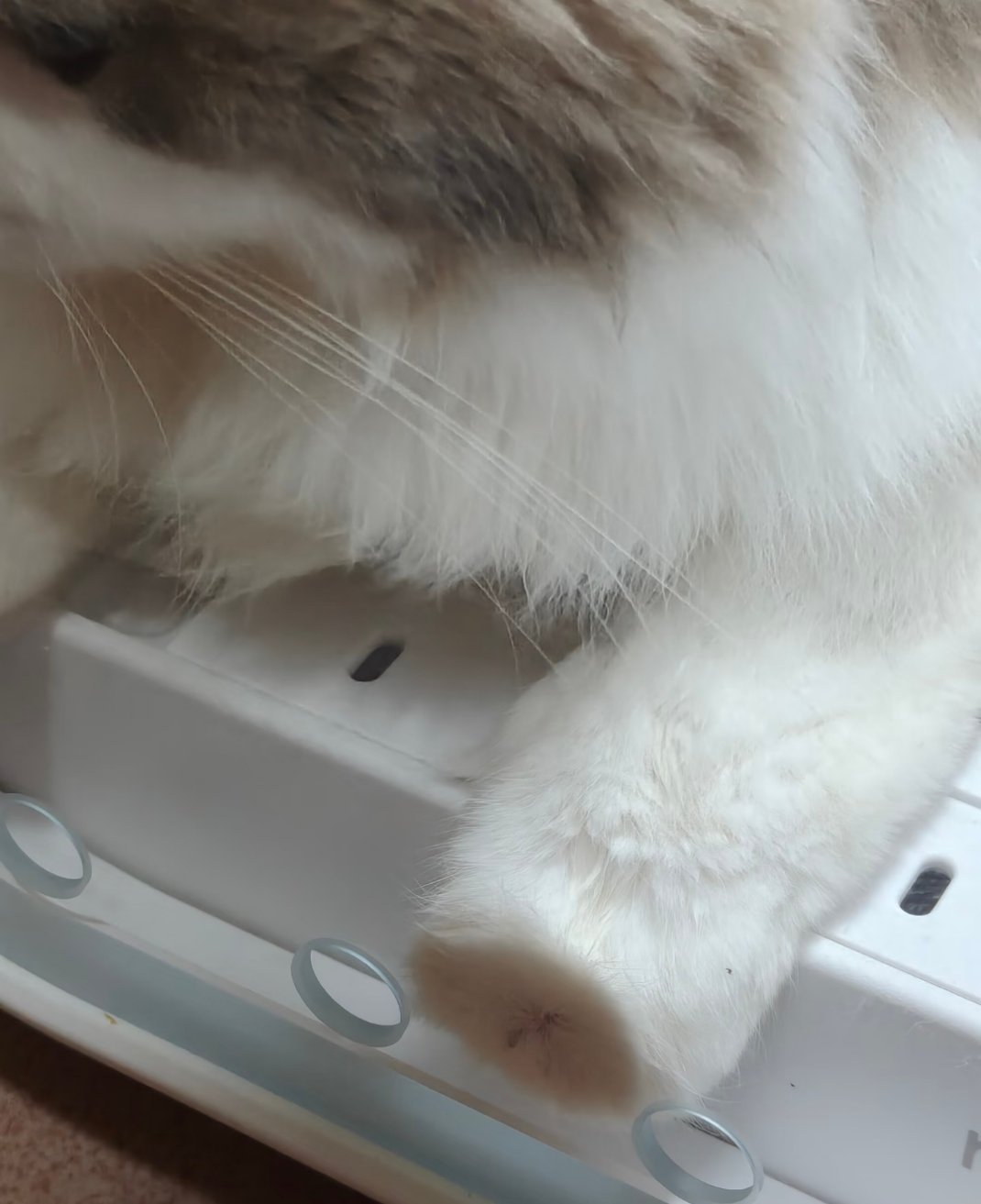 超绝扁平足，平得跟个香蕉切面一样，猫