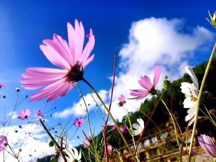 去不了天堂，不如去泸沽湖邂逅一场格桑花开