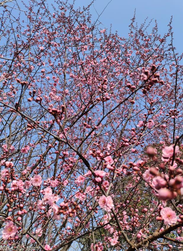 儿子是字节跳动公司的程序员，过年回来我问儿子现在的工资是多少时，儿子直接说：“我