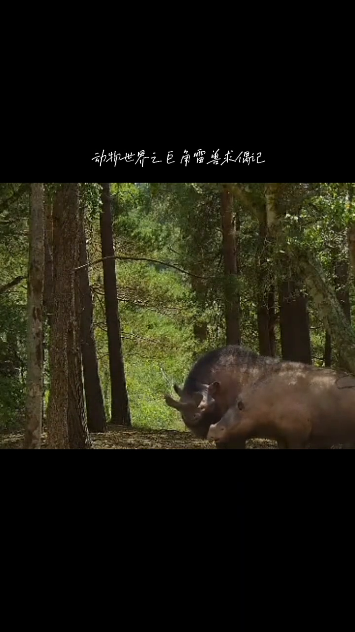 动物世界之巨角雷兽求偶记。这是一头巨角雷兽，它身高两米半，体长四米，重达三吨，