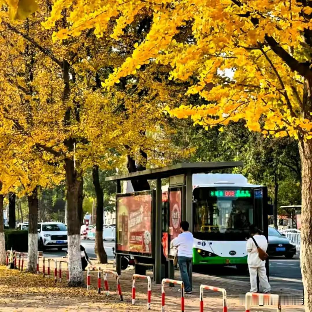 真正体验到青岛的秋天了，青岛20℃【青岛市区】今天白天，晴间多云，北风3到4级