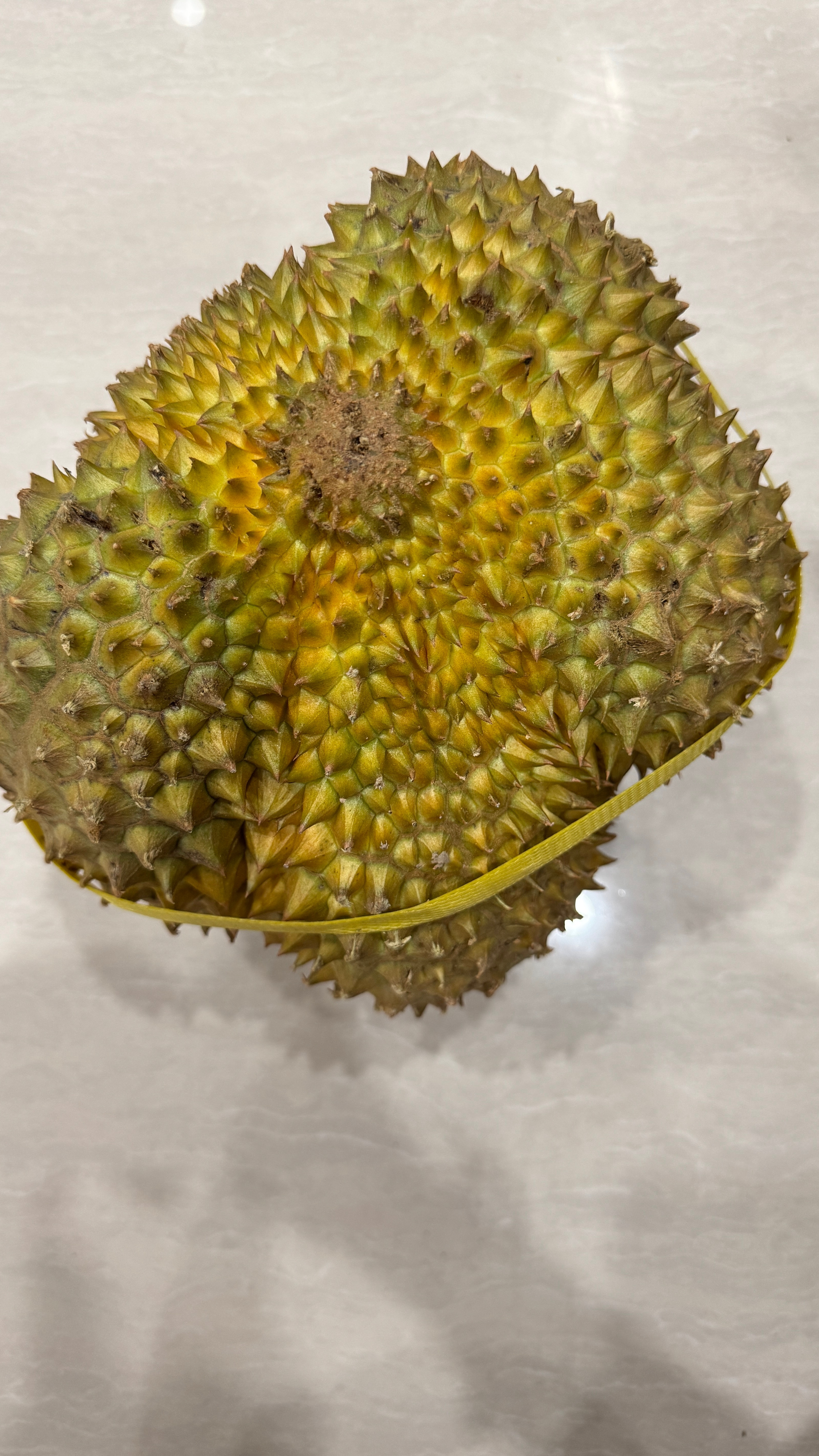 追完剧看看我的榴莲熟了没？！还没，但是感觉明天应该可以吃了[笑着哭][笑cry