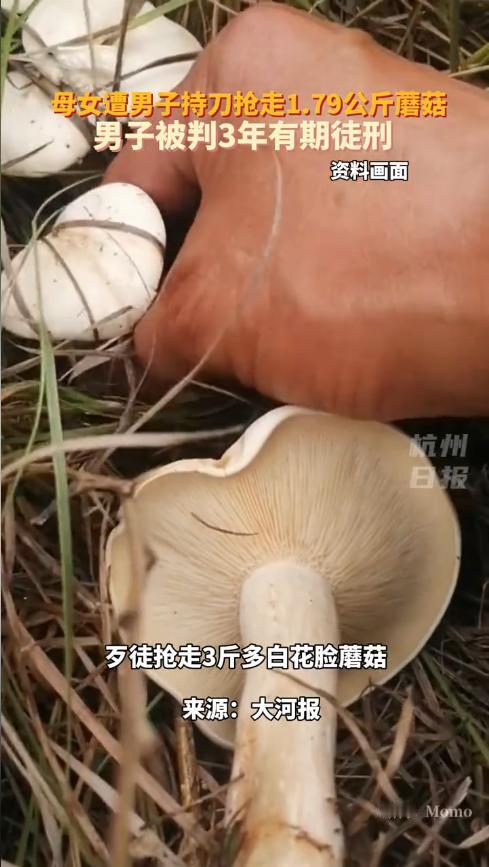 “离了个大谱！”2025年8月，内蒙古呼伦贝尔，一女子在草场采蘑菇时，竟遇到歹徒