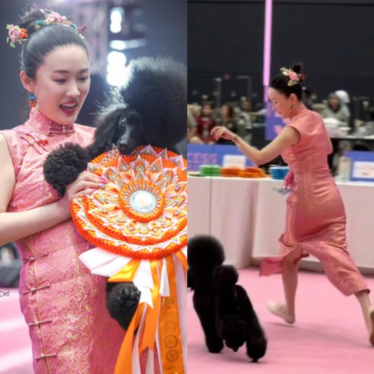 霍思燕爱犬打败日本冠军犬，我不感到意外；霍思燕的爱犬是以珠宝命名的，我也不感