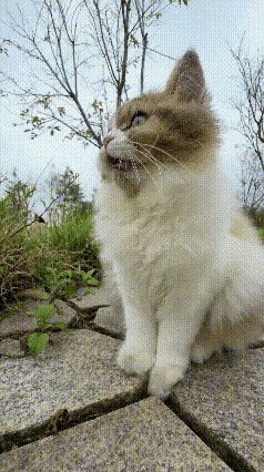 这只猫咪从刚断奶就被我抱回家，现在已经一岁多了，让我感到奇怪的是猫咪特别胆小，只