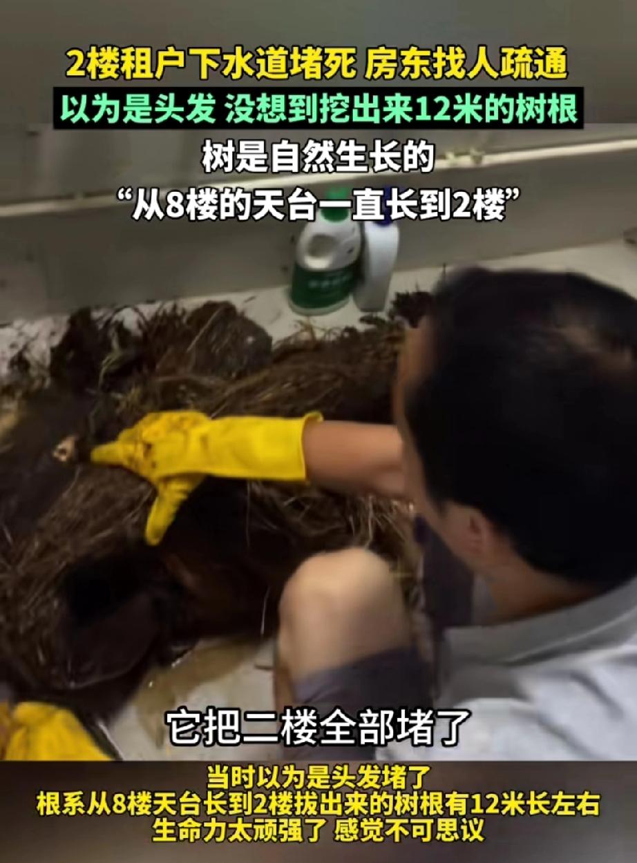 深圳，二楼租客发现下水道堵塞，便叫来了疏通管道的工人。工人拔出一堆黑色缠绕物，租