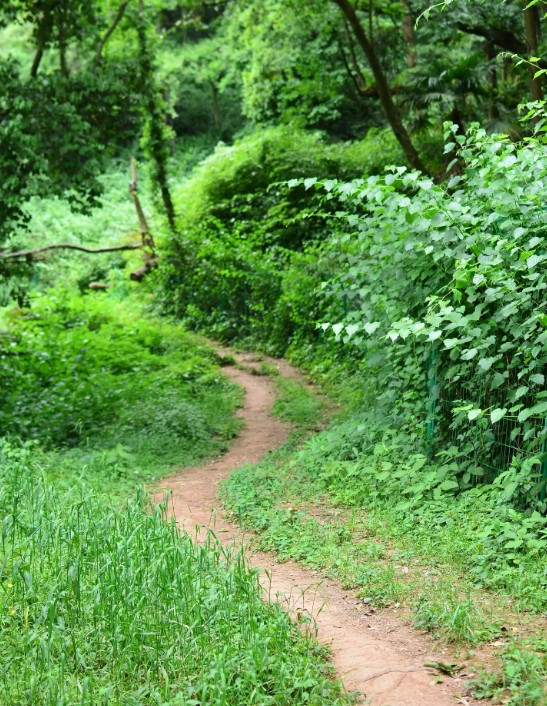 这次带丫丫在龙泉驿石梯沟的长松山上徒步，又找到了去彭州山里的感觉。一路走一路看，