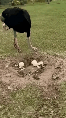 鸵鸟妈妈的最后一啄，给了小鸵鸟一个完整的生命。