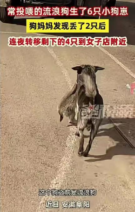 “万物有灵！”安徽，一女子正在店里忙碌，突然看见一只流浪狗叼着个毛茸茸的东西跑了