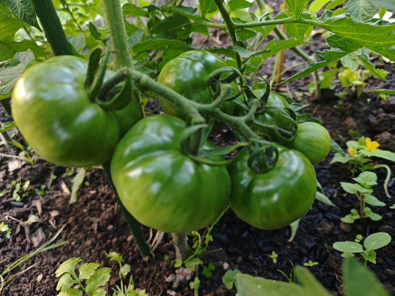 种菜的收获经过一个多月的努力，小菜园终于有了收获，西红柿硕果累累，西葫芦嫩绿