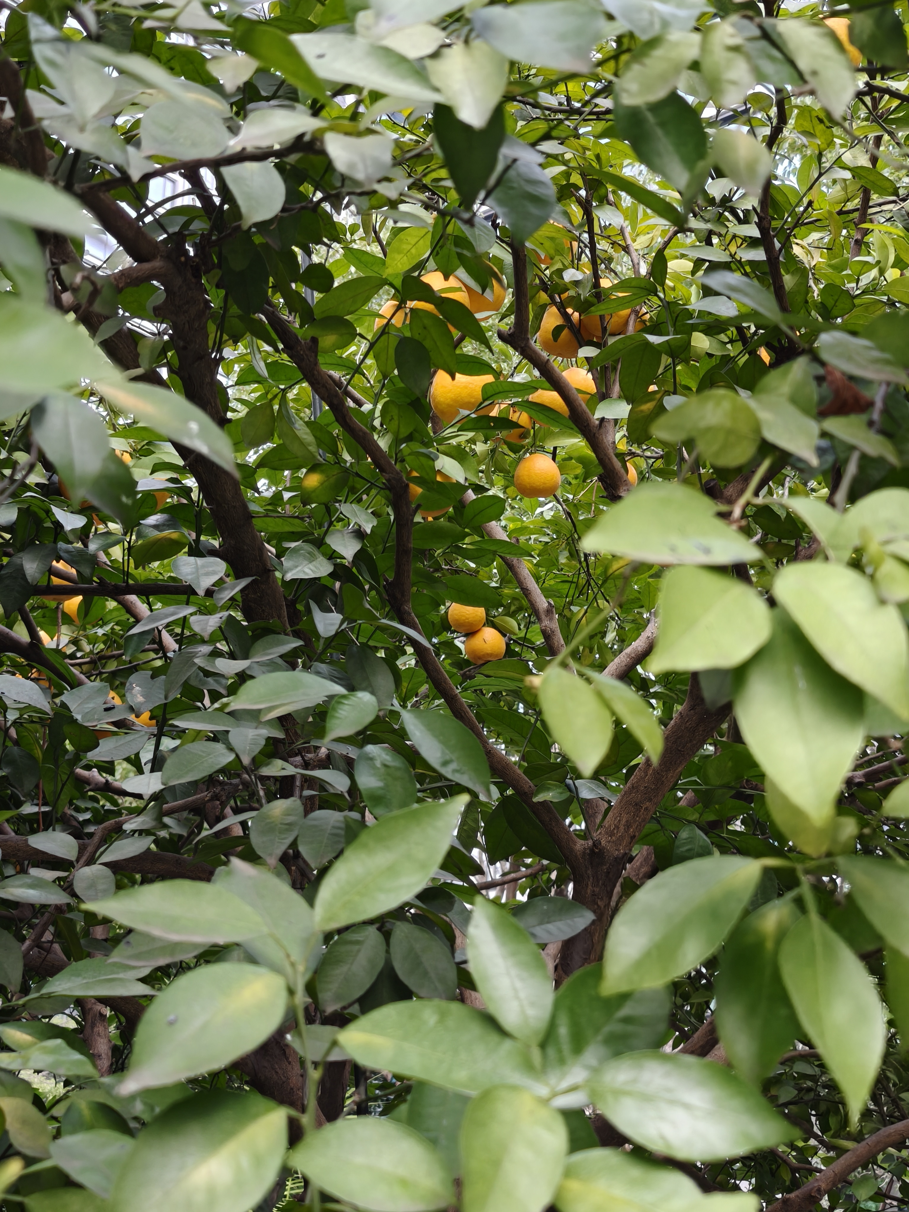 小区里的橘子树，手痒摘了个，还挺甜