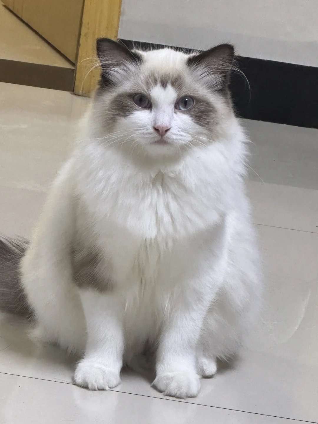 淮北猫咪领养