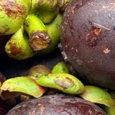 山竹的种植方法一、选地与整地：选择土层深厚、排水良好、富含有机质的微酸性土壤，提