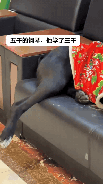 咱就是说，技能这东西是不是全学到狗肚子里去了！主人没学会，狗会了，这波操作不亏