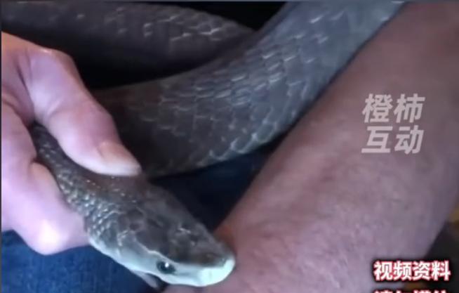 --“真是个狠人！”美国一男子，家中养了数十条毒蛇，18年间为了抵抗蛇毒，男子竟