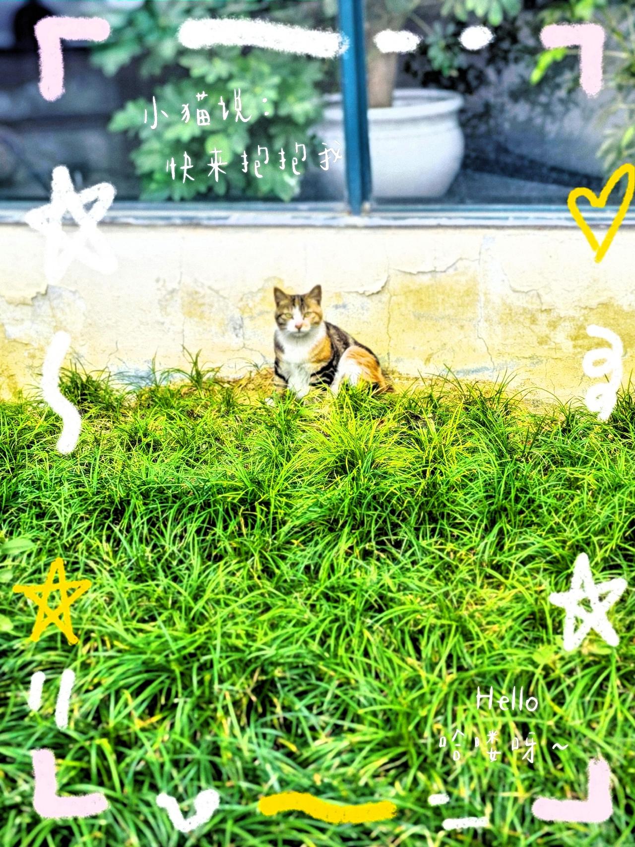 我能有什么坏心思呢？就想随手拍一张～这猫咪好配合，沿着墙角慢慢走。