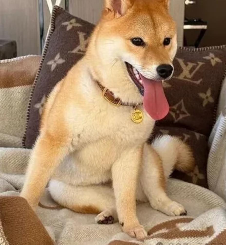 这条柴犬可有点来头，它叫“旺仔”住在澳洲数百万的豪华公寓里，它的主人是悉尼皇冠