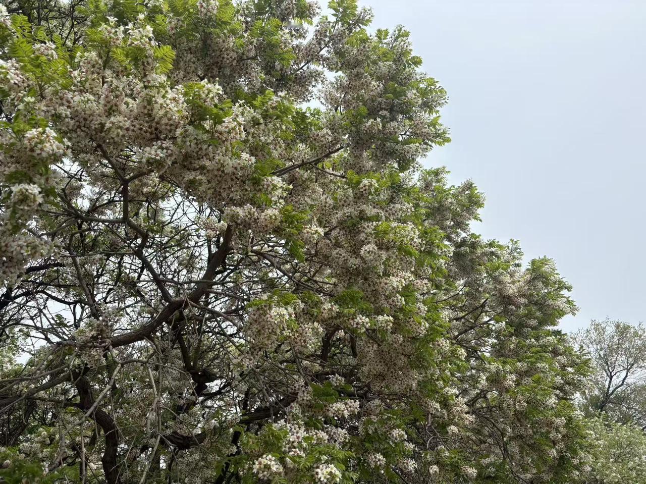 。-别名：文冠果、崖木瓜、状元花-科属：无患子科文冠果属（中国特有