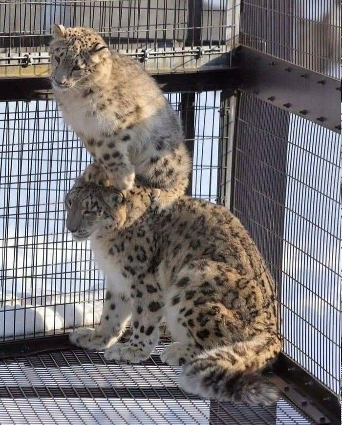 大猫咪叠叠乐[抱抱]​​​