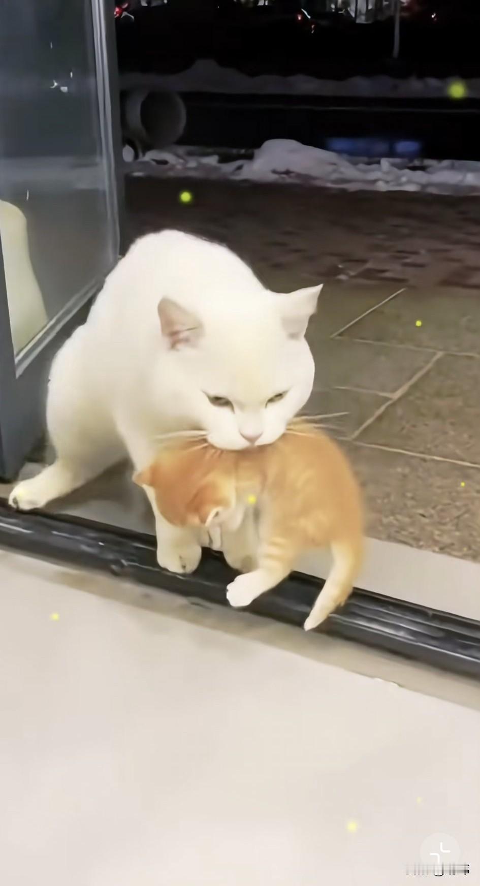 泪目了！一位小姐姐开了一家服装店，这天她看到一只流浪猫在门口溜达，于是善良的她就