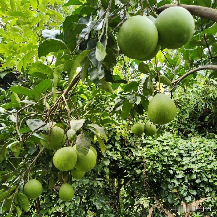 分享一张你最近随拍的照片深冬了，还有果子挂树上。