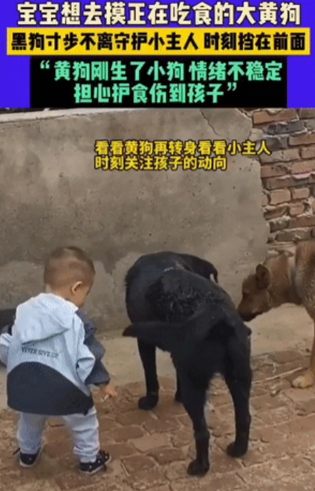 “狗狗不是宠物，是家人！”黑龙江，一年仅1岁的宝宝正蹒跚学步，他朝着正在吃食、还