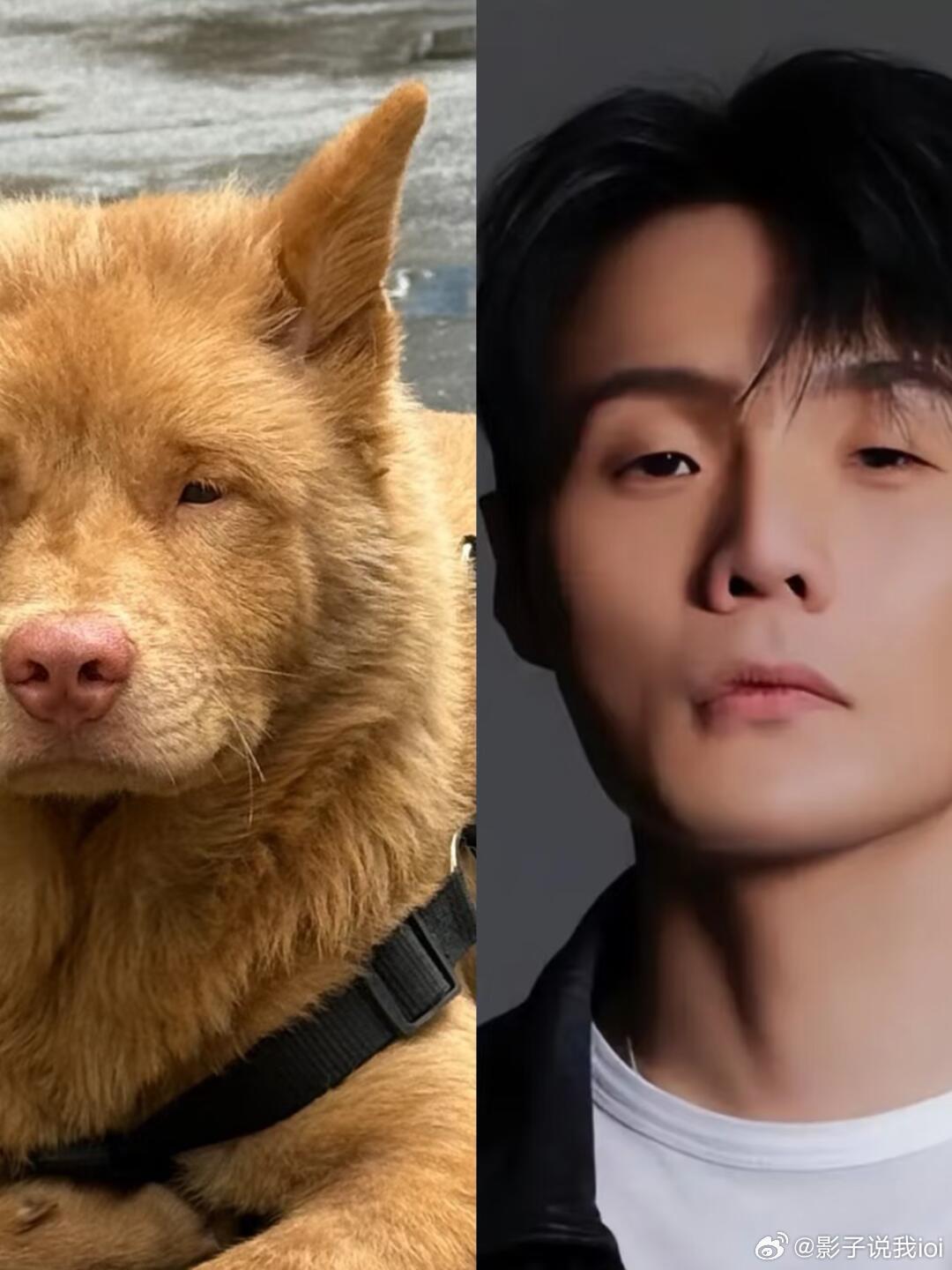 拿李荣浩跟狗狗对比他都不生气。这次他生单依纯的气那是真气啊！但是李荣浩很讲理，还