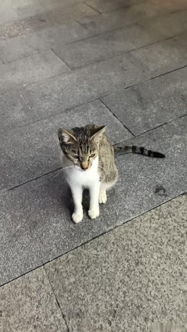 路上偶遇了两只小猫咪