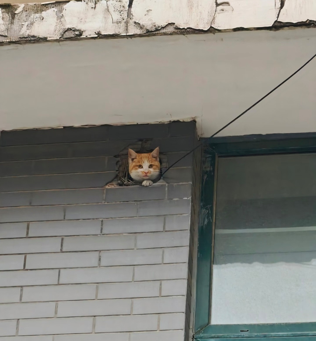 萌宠猫猫估计是长胖了，小时候应该经常从这个洞口钻出去玩
