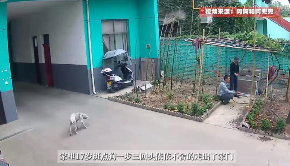 🐰万物皆有灵！5月4日，陕西，一只养了17年的“老狗”发觉自己快不行了，于